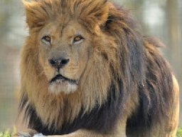 Lion de l&#039;Atlas